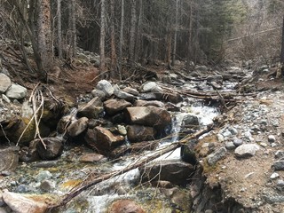 river in the forest