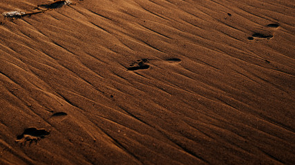 Fototapeta premium Footprints in the wet sand