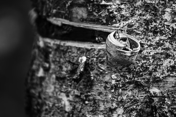Fragment of birch bark in black&white