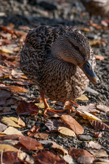 A duck walks by the bank among stones and leaves.