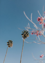 Obraz premium Palm trees and flowers in the summer sky