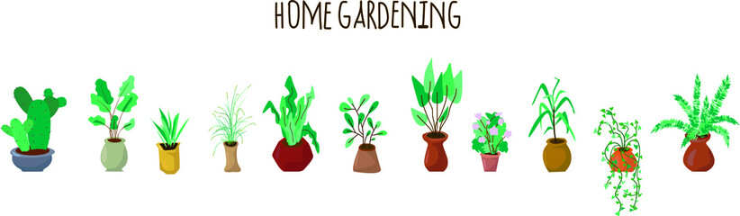 Naklejka na ściany i meble Home gardening. Plants at home. Plants in pots. Home flowers. Floristic background. Green potted flowers flat postcard.