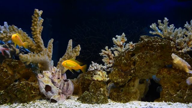 Fish in a freshwater aquarium in pseudo-sea style design