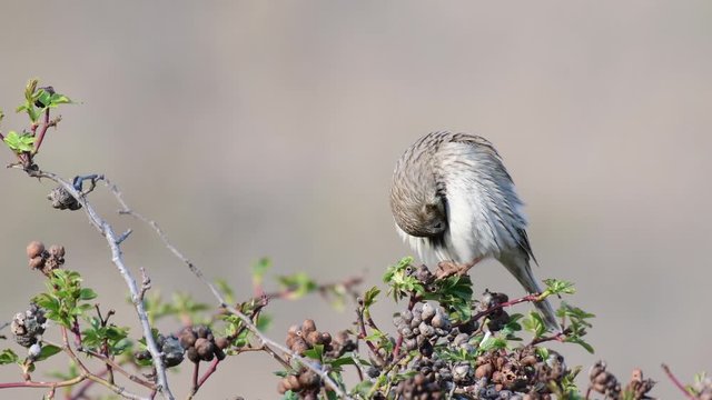 Corn Bunting (Miliaria calandra) Singing bird in spring. Beautiful light