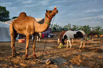 Camels at Pushkar Mela Pushkar Camel Fair famous tourist attraction in Pushkar, Rajasthan, India