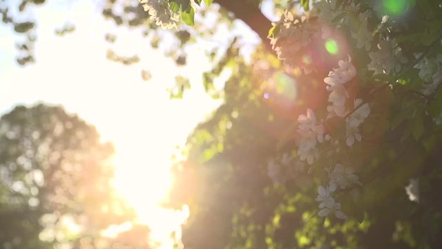 Beautiful Blooming Trees