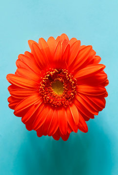 Studio shot of red gerbera flower on blue background