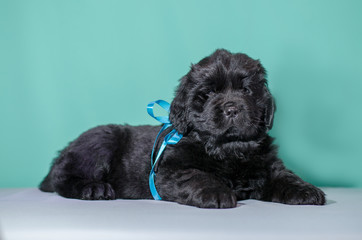 small brown puppy on a green background
