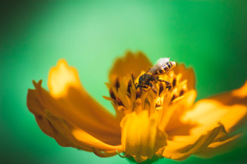 bee and flower
