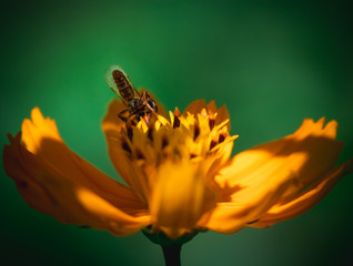 bee and flower
