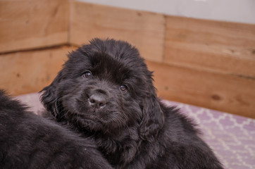 a small puppy looks up from the enclosure