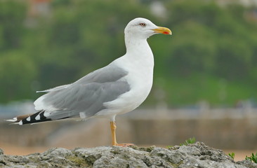 seagull