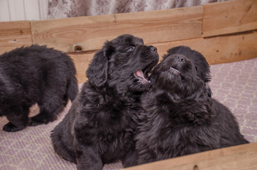  two small puppies play with each other by touching