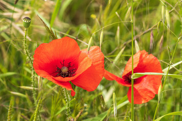 Fototapeta premium Mohnblumen 49