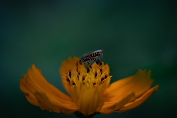 bee and flower