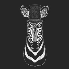 Zebra portrait. Top hat, cylinder. Head of wild animal.