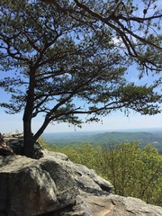 tree on a rock outcropping overlooking miles of forest