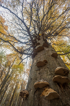 Germany, Ruegen, Low angle view of Autumn hornbeam tree (Carpinus betulus) with bracket fungi in forest