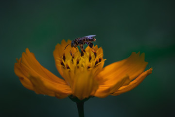 bee and flower