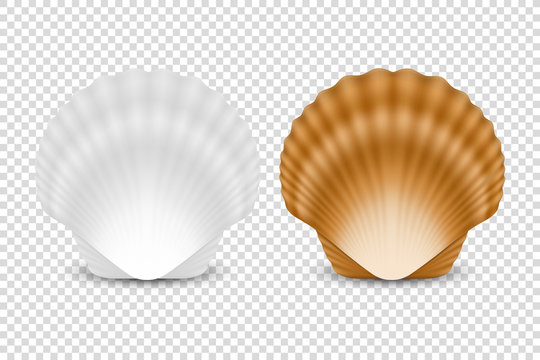 Vector 3d Realistic White and Brown Closed Scallop Pearl Seashell Icon Set Closeup Isolated on Transparent Background. Design Template. Front or Top View