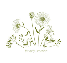 Set of vector graphic plants and flowers, close-up for design and invitations.
