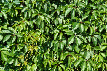Natural floral background, wallpaper or texture with Virginia creeper's green leaves (also known as...
