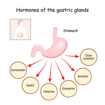 Hormones of the gastric glands.  Stomach.