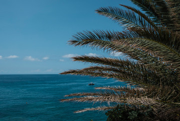 Fototapeta na wymiar boat behind a palm tree