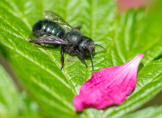 Orchard Mason Bee (Osmia lignaria) resting on a green leaf, with a pink petal