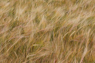 Ripening fields in a gentle late summer breeze