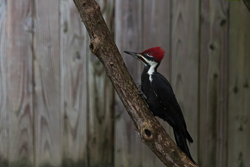 pileated adult wood pecker pirched on a branch