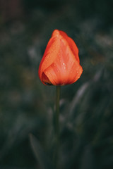 tulip, macro, red, flower, nature, garden, spring, bloom, plant, green, beauty, flora, blossom, summer, floral, beautiful, pink, poppy, flowers, closeup, gardening, love, tuliplife