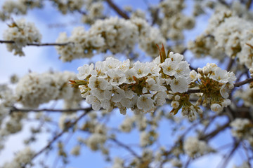 Natural cherry blossom in spring