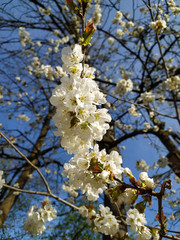 Pear flowers