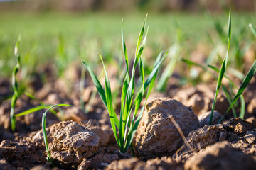 arable field where young shoots of grain grow