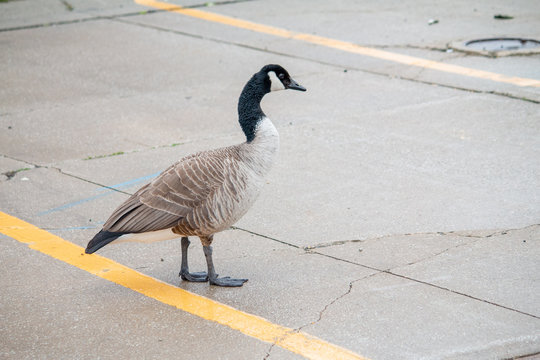 Canada goose in parking lot.