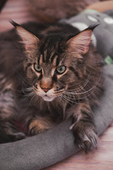 Maine Coon is lying on the floor, a large pedigreed striped furry cat