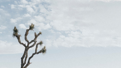 Lone Joshua tree in the Californian desert