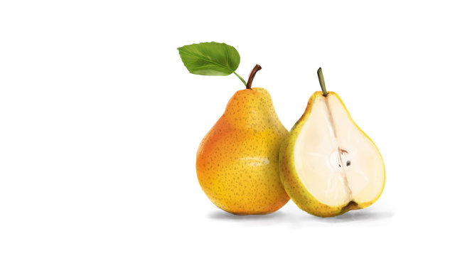 Hand drawn watercolor painting on white background.  illustration of fruit pear