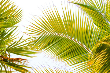 Palm leaves are green on a light background.