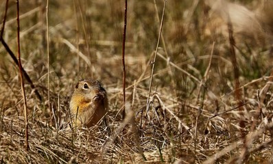 The thirteen-lined ground squirrel, also known as the striped gopher, leopard ground squirrel, squinney, is a ground squirrel that is widely distributed over grasslands and prairies of North America

