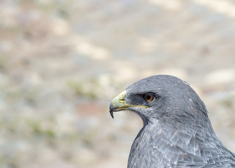 gray hawk