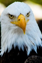 bald eagle face