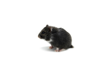 Campbell hamster on white background