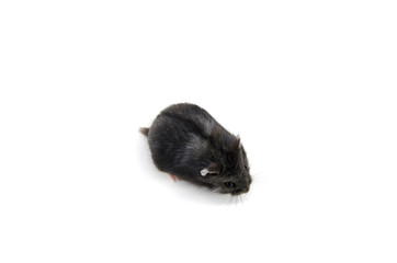 Campbell hamster on white background
