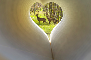 Cerbiatti e cervi dentro ad un tunnel fatto a cuore in pagine di libro
