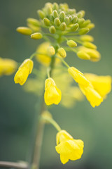 Outdoor photo of canola plant. Mustard flower blossom. Rape (Brassica napus, rapeseed, oil seed, canola). Beautiful flower of the rapeseed closeup on a natural background, selective focus.