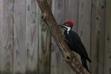 pileated adult wood pecker pirched on a branch