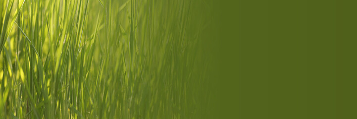 Obraz premium The spring background with green lush grass. Gradient.