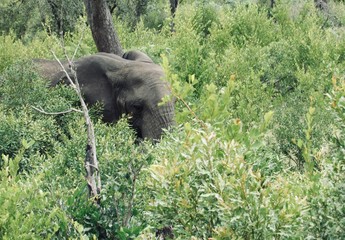 ELEPHANT IN BUSH